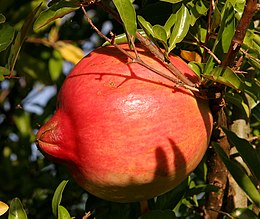 Paprastasis granatmedis (Punica granatum)