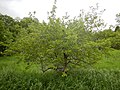Thumbnail for File:Prunus americana - American (wild) plum - Flickr - Matt Lavin (5).jpg