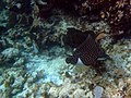 Spotted eagle ray (Aetobatus narinari)