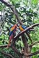 Parrots in the park