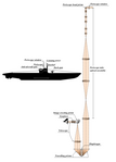 Ubåtsperiskopets optiska konstruktion (Zeiss).