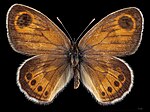 Coenonympha vaucheri