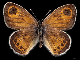 Coenonympha vaucheri ♂