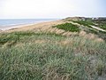 Strandgrass/beach grass near Wenningstedt