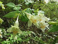 Abelia tetrasepala