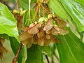 Acer buergerianum