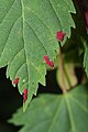 Acer glabrum