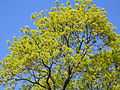 Tree in flower