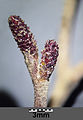 Female catkins