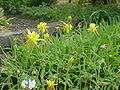 Aquilegia chrysantha