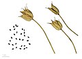 オダマキ属（キンポウゲ科）の裂開した袋果（集合袋果）と種子