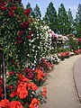 Aramaki rose park, Japan