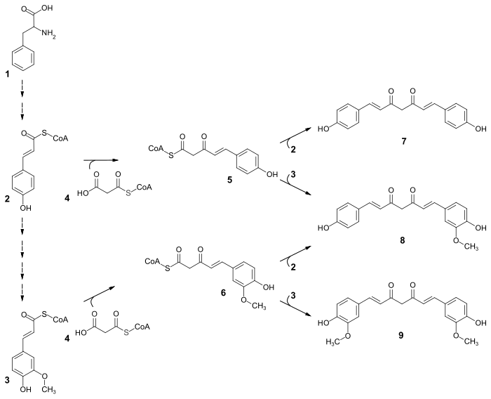 Vereinfachte Biosynthese von Curcumin aus Phenylalanin