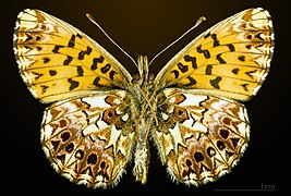 △ Boloria titania