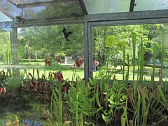 Botanischer Garten, Insektivoren-Vitrine, 2, Wehlheiden, Kassel.jpg