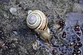 Cepaea vindobonensis - young on ground drinking water