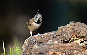 Chapim-de-poupa, Crested tit (53519931157).jpg