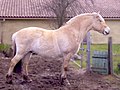 Norwegian Fjord horse (cat)