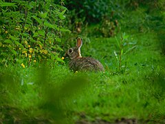 Cornish Rabbit.jpg