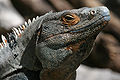 Cabeza de un macho aulto, Parque Nacional de Barra Honda, Costa Rica (16 de febrero de 2007).