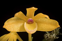 Dendrobium trichostomum