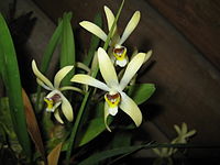 Dendrobium elongatum