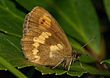 Erebia manto