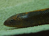 Lateral view of a stripe morph showing the specialized head shape for burrowing