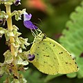 Eurema hecabe Foto: Opencage