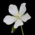   Bloem van een geranium pratense 'Galactic'.