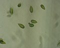 Gonyostomum semen (Raphidophyceae)