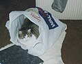 female cat (Hexi) liying in a carrier bag