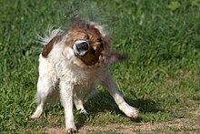 Un comportamento istintivo dei cani di scuotere l'acqua dal pelo bagnato.