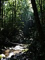 Joyce Kilmer Forest