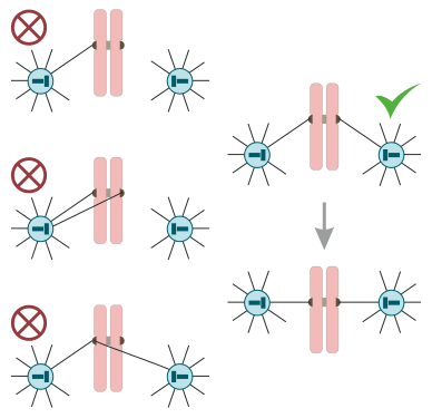 El contacte entre el cinetocor i els microtúbuls del mateix pol, o entre el cinetocor d'una cromàtide germana i els microtúbuls de diferents pols és inestable. No hi ha tensió al sistema i el contacte es trenca. Un cop assolida la biorientació del cinetocor, el contacte entre el cinetocor i els microtúbuls es fa estable; les cromàtides germanes unides migren cap al centre de la cèl·lula