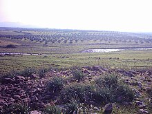 Huertos de olivos (a lo lejos) en cultivo en la zona de Alhulah, gobernación de Homs, Siria occidental.