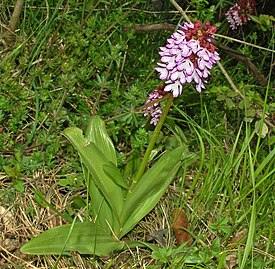 Orchis mascula