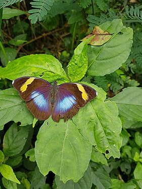 Butterfly perches on a leaf Photograph: User:Zoubinnaba