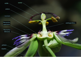 Androginóforo en una pasiflorácea (pasionaria, pasión de Cristo o mburucuyá), Passiflora caerulea.