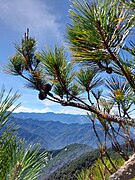 Pinus taiwanensis, Ren’ai Township, Nantou, Taiwan 08.jpg