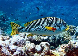 Gaterin à lignes (Plectorhinchus lineatus)