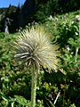 Pulsatilla occidentalis