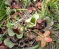 Sarracenia purpurea, the purple pitcher plant, Liberty Co. Florida.