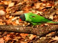 Slaty-headed parakeet