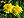 Berkas: Taraxacum officinale 36.jpg (row: 24 column: 12 )