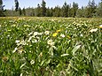 Wyethia amplexicaulis und Wyethia helianthoides auf dem Yellowstone-Plateau, Wyoming, USA