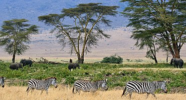 Зебраҳо, заминҳои саваннаи Серенгети, Танзания