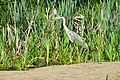 Reiger (Friesche Veen)