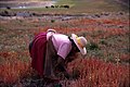 Récolte du quinoa au Pérou.