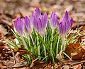   Crocus tommasinianus Focus stapel van 16 foto’s.